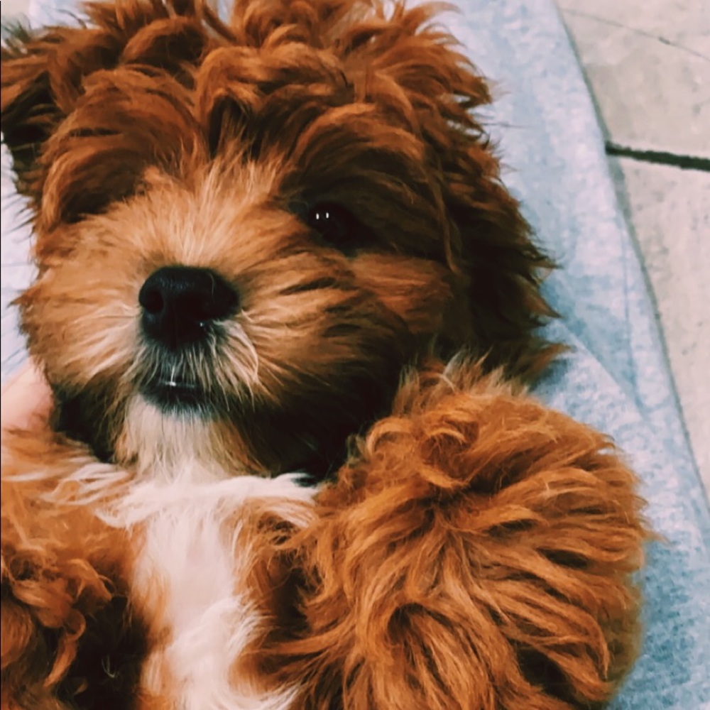 Meet your Posher, Nicole